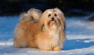 Havanese dogs: The good & the bad about this dog breed - K9 Web