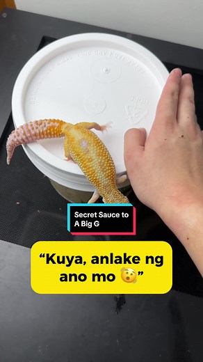 Hidden Geckos on TikTok