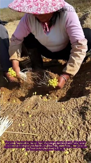 DIY Bean Sprouts Harvest: Growing & Collecting in Sand – A Unique Farming Trick