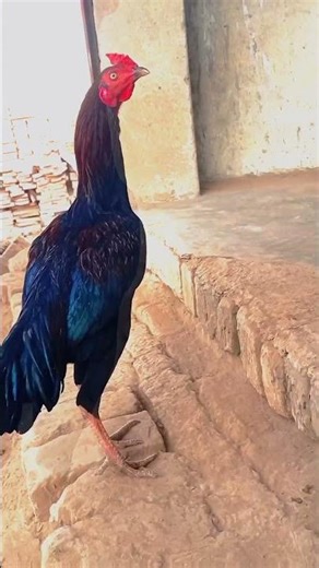 Murga aseel murga black#viral #foryou #100k #views #Javamurga