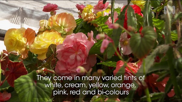 Plant Profile | Begonias - Gardening Australia