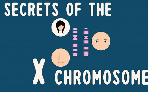 【TED科普】X染色体的秘密（中英字幕）