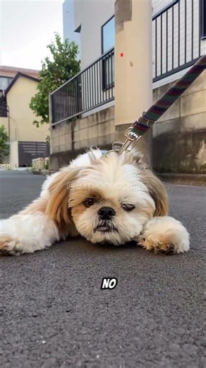 Shih Tzu characteristics #pets #petfashion #shihtzu #cutepets #shihtzu