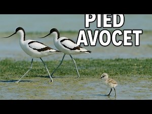 “Up Curved Bill Wonder! Pied Avocet Bird Facts”