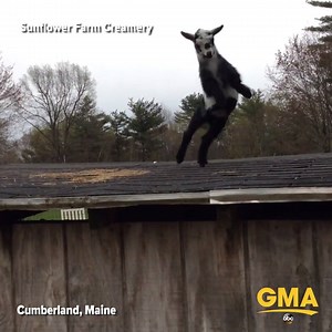GOAT DANCE PARTY! gma.yahoo.com | Good Morning America