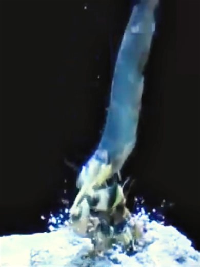 1.4K views · 12 shares | 戀⚡ The Ocean’s Tiny Assassin Don’t be fooled...