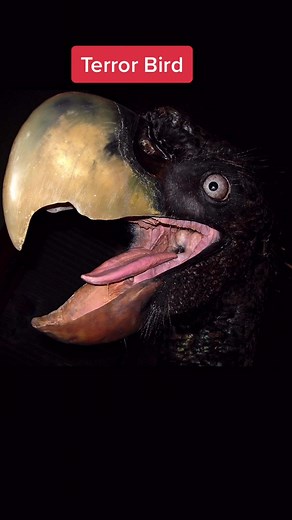 Discover the Terrifying Terror Bird from Ancient Times!