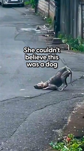 Wait to see what he looks like now ❤️ We talked to Selina about how she found this dinosaur-like dog on her birthday and he ended up being the best birthday present ever! To adopt Maddie visit: thedo.do/Maddie and follow Selina on TikTok: thedo.do/Skinsbuem | The Dodo