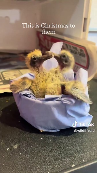 5,728 patients this year to date. Christmas to them is a second chance when all hope of survival is lost. At Wildlife Aid we are that second chance. Support Wildlife Aid to help us give our British Wildlife the Christmas present they so desperately need. Click the link in our bio to find out more #wildlifeaid #christmas #wildliferescue #wildlife #love