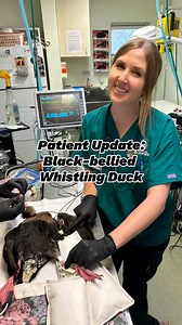 1.7K views · 60 reactions | Patient Update This Black-bellied...