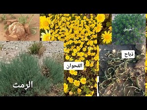 أسماء النباتات العطرية الصحراوية الجميلة