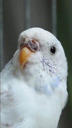 Make Your Budgie Talk 🐦 #budgies #birds