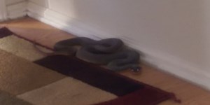 Greenville woman receives medical treatment after snake ordeal at home