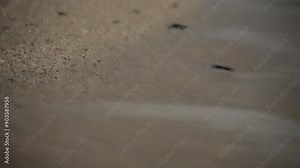 Amazing sea turtle hawksbill animal wonderful wildlife baby turtle sea wave black shell crawl toward sea night darkness rural village countryside Iran tourism landscape marine adventure Qeshm Island