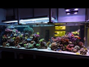 The Room Divider Reef Aquarium at White Corals