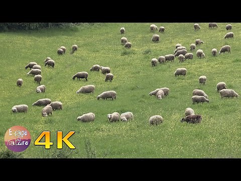4K Sheep grazing in a field - Domestic animals from Greek fauna