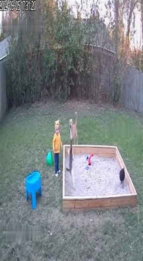 Dog Scares Everyone! Toddler, Cats & Chicken Get a HUGE Backyard Sandbox Surprise