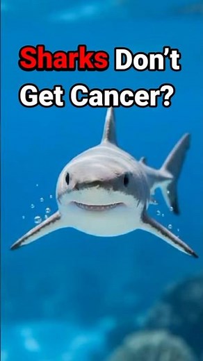 Why Sharks Rarely Get Cancer 🦈 | Amazing Shark Facts
