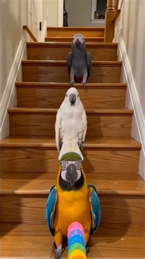 3 Parrots Played Dead… The 4th Flew Upstairs 😂🦜