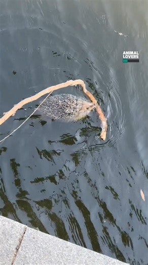 192K views · 5.6K reactions | This tiny hedgehog had no strength left — trapped in deep water, exhausted, and close to drowning. But thanks to a few kind strangers, this little one got a second chance they never thought they'd have. 璉❤ | Animal Lovers | Facebook