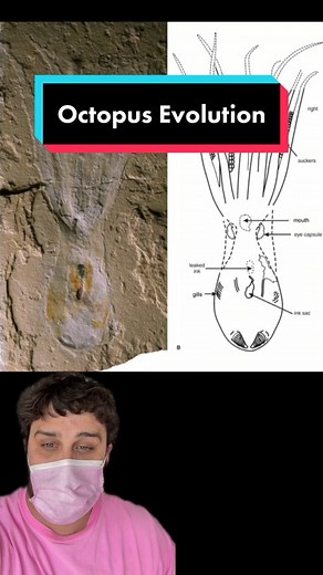 Understanding Octopus Evolution: Uncovering the Origins of This Fascinating Marine Creature