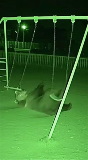 公園にクマ出没！ブランコで遊ぶ瞬間！ #animalshorts #衝撃映像 #監視カメラ #自然の記録 #野生動物