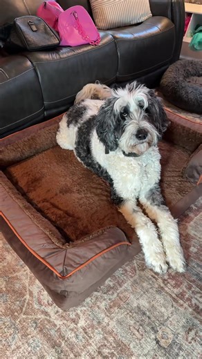 Upgrading my dog’s sleep with an orthopedic dog bed 🐾🛏️ Perfect for joint support, pressure relief, and senior dogs who need extra comfort. This memory foam dog bed helps with arthritis, hip support, and better rest—because our pups deserve the best sleep too 💕🐕 #OrthopedicDogBed #DogBed #SeniorDog #DogComfort #dogsoftiktok