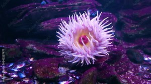 magnificent sea anemone (Heteractis magnifica), also known as the ritteri anemone