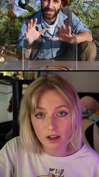 Giant Desert Centipede: Surviving a Painful Encounter