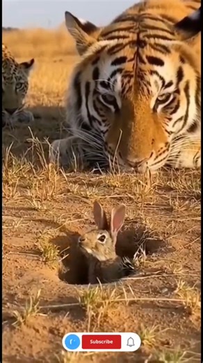 Tiger Lurking for the Rabbit 🐅🐇#Wildlife #TigerHunt #NatureShorts