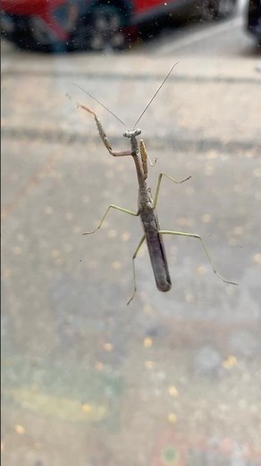 Praying Mantis Dancing on the Window
