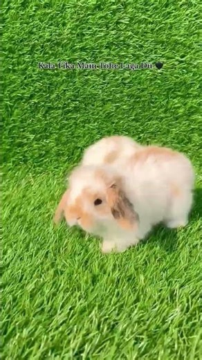 Kala Tika Main Tohe Laga Du 🖤 | Mini Lop Bunny | Anas Exotic Pets