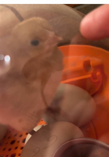 New baby chicks are hatching on the CatAleah’s Critters farm!! 🥰 my peacock chases my dad, my goats climb 🧗 full vlog coming this weekend! #animals #pets #farm