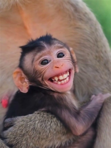 So Adorable Moments #monkey #adorablewildlife #wildlife #mommymonkey