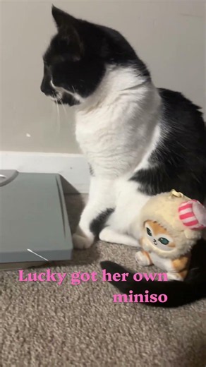 Lucky went shopping with me to the Brandon mall