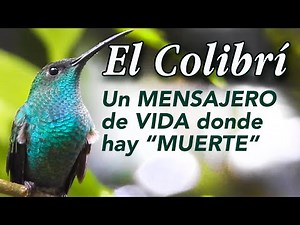 The Hummingbird, messenger of life where there is "death"