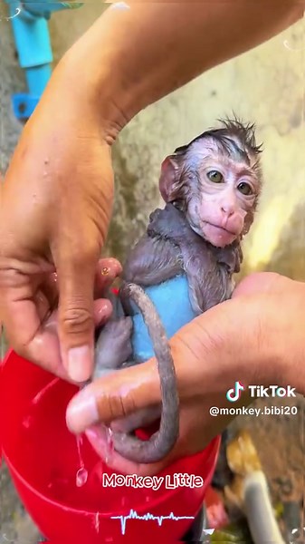 The little monkey is taking a bath #FentySuperBrandDay #LanguageLearning #monkeydluffy #monkey