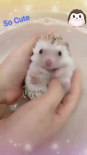 Hedgehog's Cute Moments on TikTok