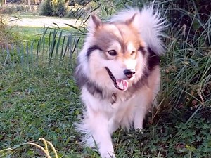 Présentation du Chien Finnois de Laponie (vidéo)