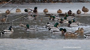 We could watch this all day 😍 And recent genetic research has revealed that the modern mallard and its close relatives share common Ice Age origins. Learn more about The Greenhead Family Tree: https://bit.ly/3hOaeFm | Ducks Unlimited