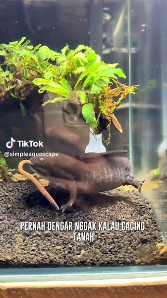 Panduan Pemberian Makanan untuk Axolotl