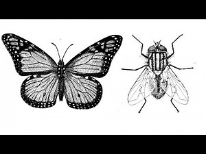 Which Flies are really Flies?