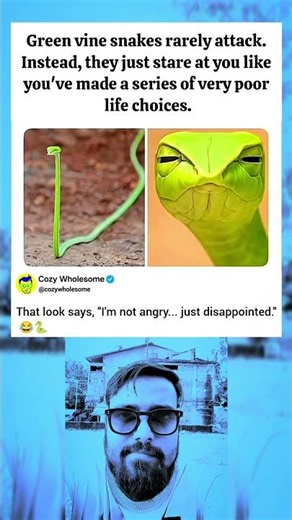 The Snake That Judges You Instead of Biting You 🐍