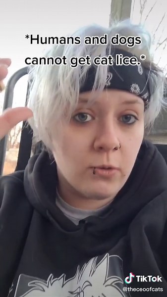 Dealing with Cat Lice: Can Cats Get Lice?