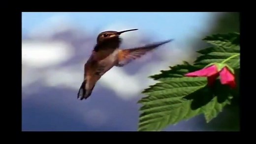 Baby Einstein Neighborhood Animals RABBIT , BUG & BIRDS