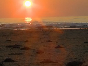 28K views · 1.2K reactions | Watch as these newly hatched Kemp's Ridley sea turtles follow their instincts to enter the ocean. There are no public hatchling releases this year, but you can keep track of Texas sea turtles at Padre Island NS Division of Sea Turtle Science & Recovery | Texas Parks and Wildlife | Facebook