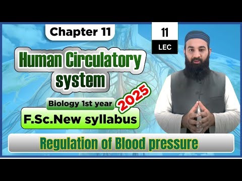 Regulation of Blood pressure| Human Circulatory system | Chapter 11| 1st Year Biology | Lec# 11