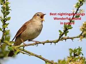 Best nightingale songs- Wonderful sound in nature-1hr 20 relaxation- Youtube