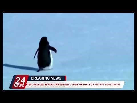 Viral Penguin Breaks the Internet, Wins Millions of Hearts Worldwide 