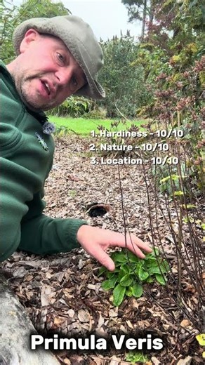 Dartana Plants growing guide to Primula Veris